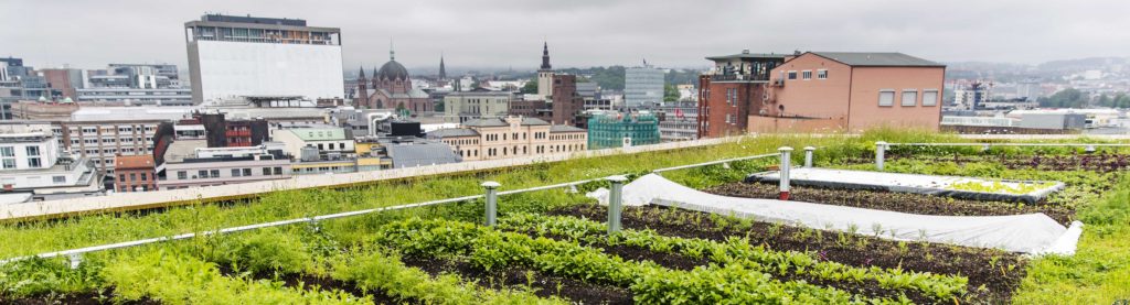 Grønt tak med Glasopor på The HUB